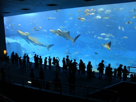 Chura Umi Aquarium