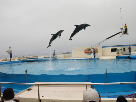 Dolphins